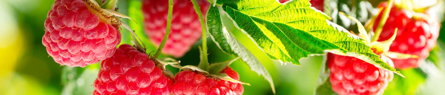 hindbær busk hindbær busk